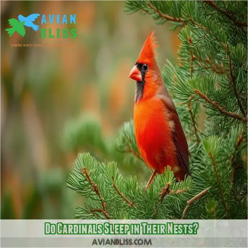 Do Cardinals Sleep in Their Nests