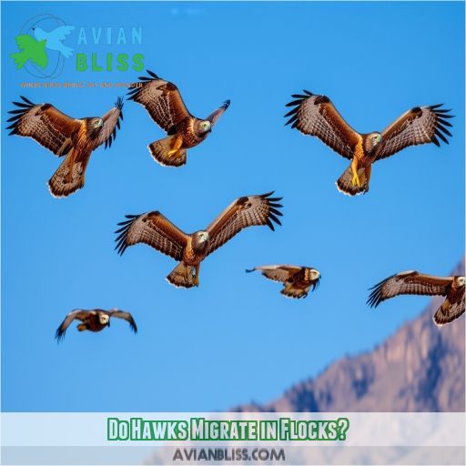 Do Hawks Migrate in Flocks