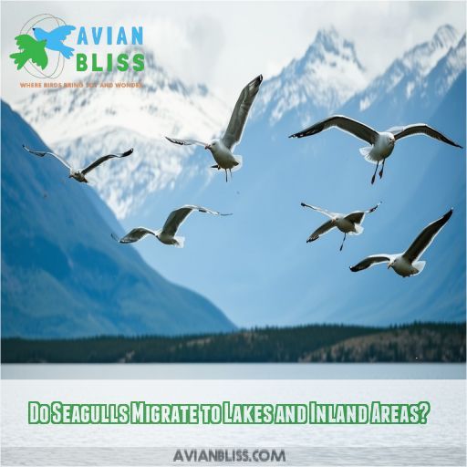 Do Seagulls Migrate to Lakes and Inland Areas