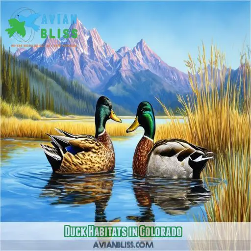 Duck Habitats in Colorado