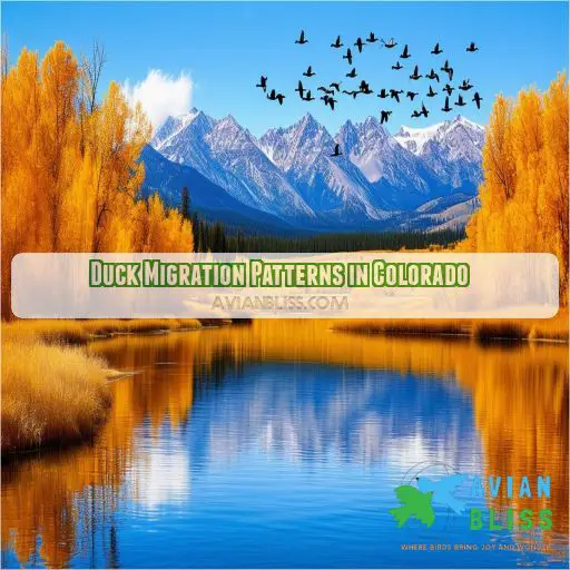 Duck Migration Patterns in Colorado