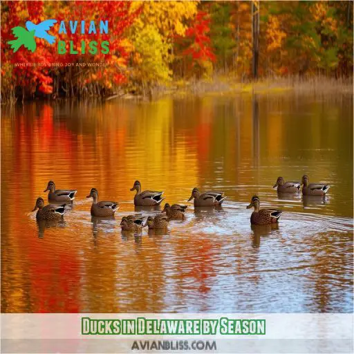 Ducks in Delaware by Season