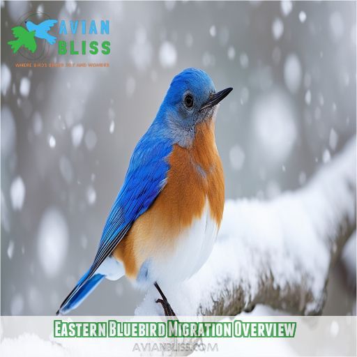 Eastern Bluebird Migration Overview