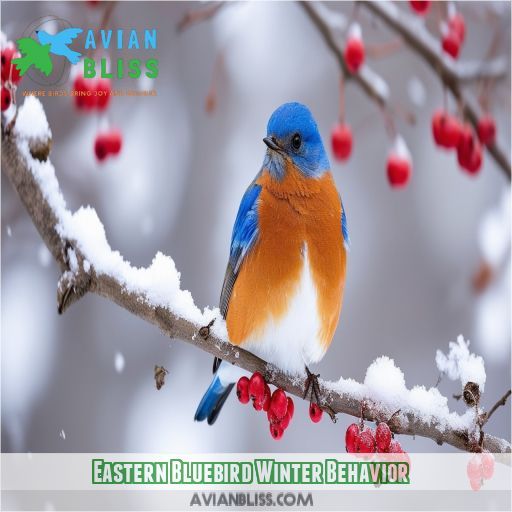 Eastern Bluebird Winter Behavior