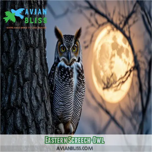 Eastern Screech-Owl