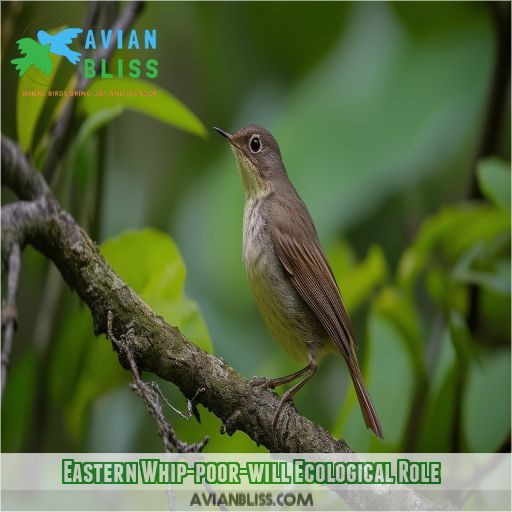 Eastern Whip-poor-will Ecological Role