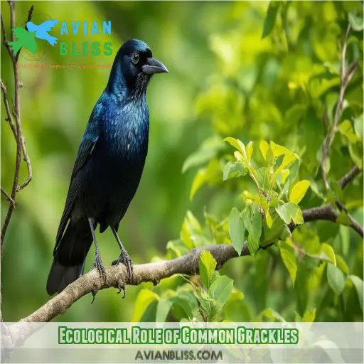 Ecological Role of Common Grackles