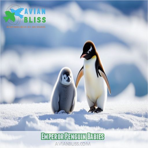 Emperor Penguin Babies