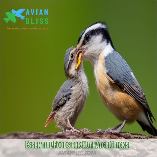 Essential Foods for Nuthatch Chicks