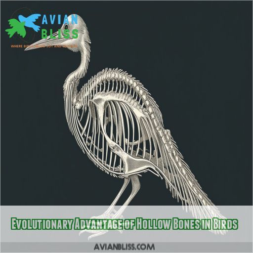 Evolutionary Advantage of Hollow Bones in Birds