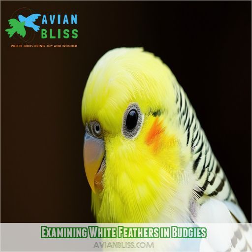 Examining White Feathers in Budgies