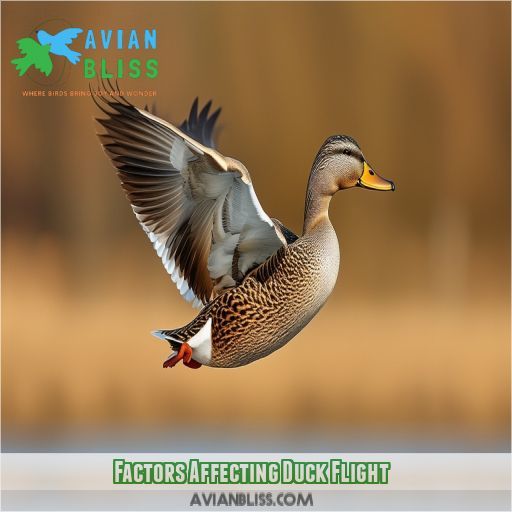 Factors Affecting Duck Flight