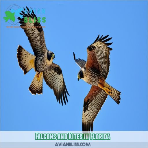 Falcons and Kites in Florida