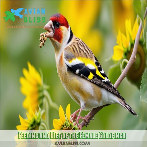 Feeding and Diet of the Female Goldfinch