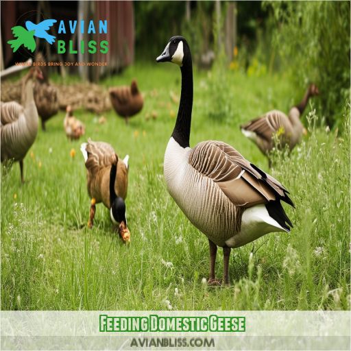 Feeding Domestic Geese