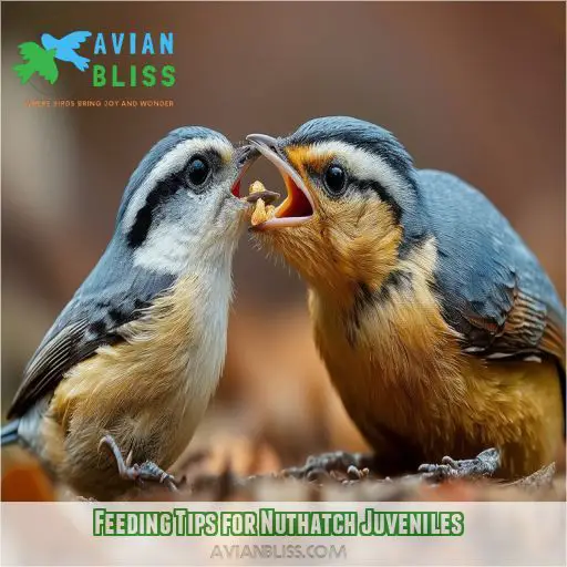 Feeding Tips for Nuthatch Juveniles