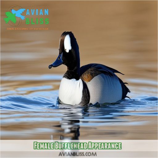 Female Bufflehead Appearance