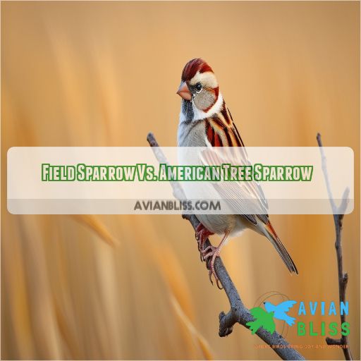Field Sparrow Vs. American Tree Sparrow
