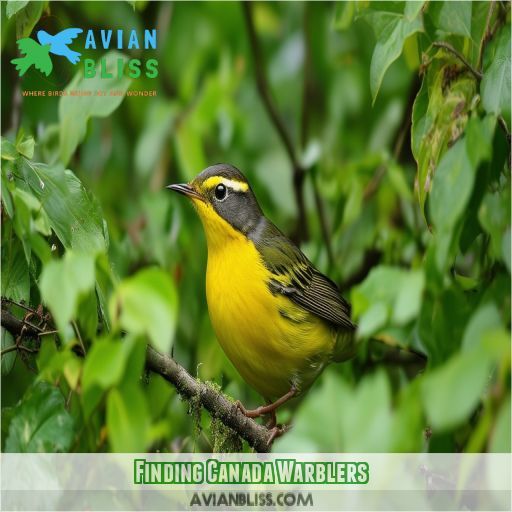 Finding Canada Warblers