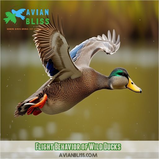 Flight Behavior of Wild Ducks