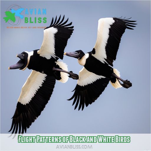 Flight Patterns of Black and White Birds