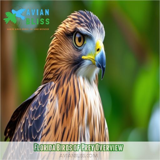 Florida Birds of Prey Overview