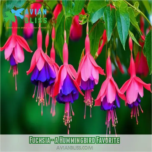 Fuchsia - a Hummingbird Favorite