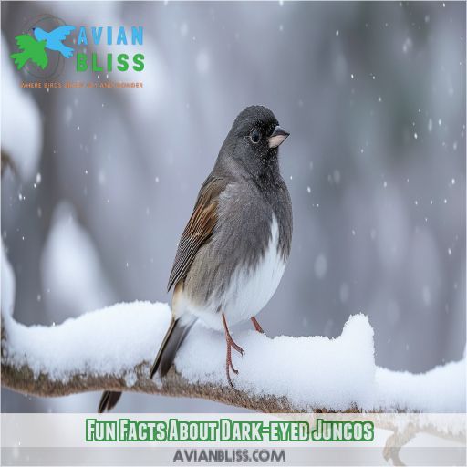 Fun Facts About Dark-eyed Juncos