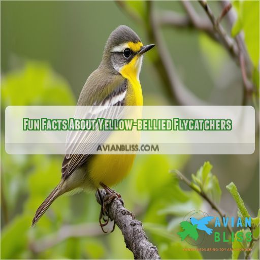 Fun Facts About Yellow-bellied Flycatchers