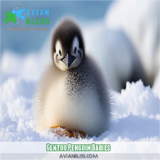 Gentoo Penguin Babies