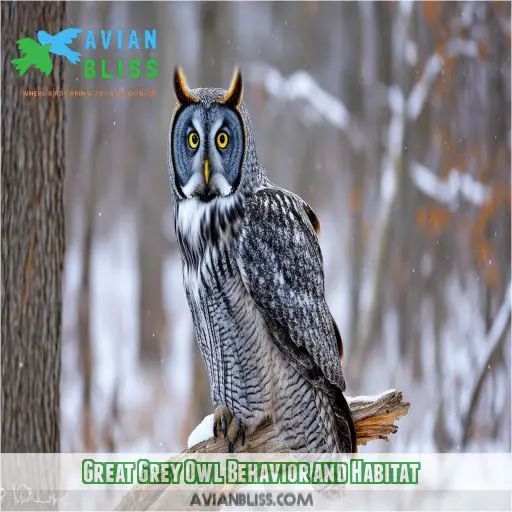 Great Grey Owl Behavior and Habitat