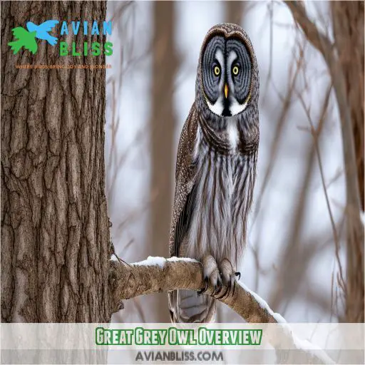 Great Grey Owl Overview