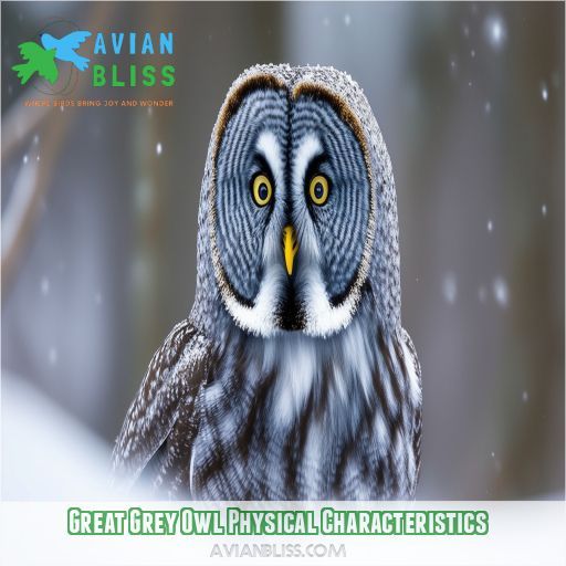 Great Grey Owl Physical Characteristics