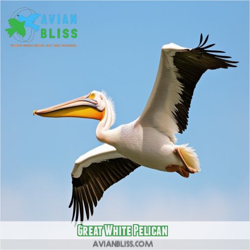 Great White Pelican