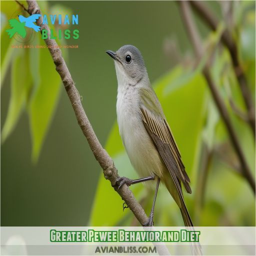 Greater Pewee Behavior and Diet