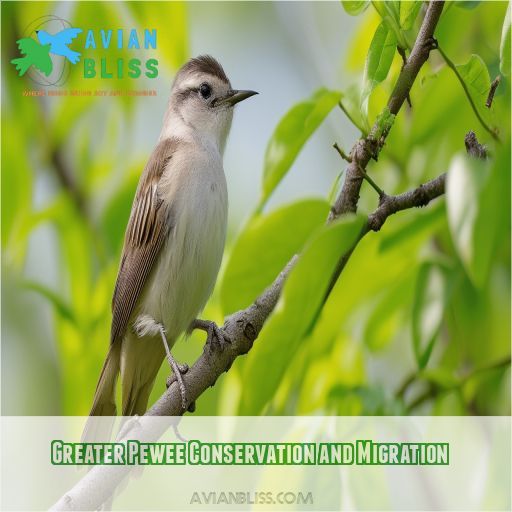 Greater Pewee Conservation and Migration