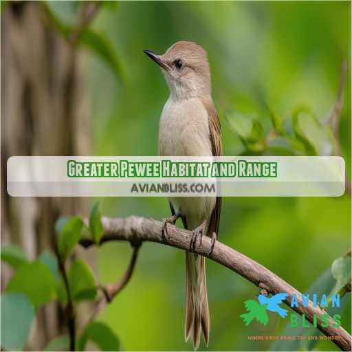 Greater Pewee Habitat and Range