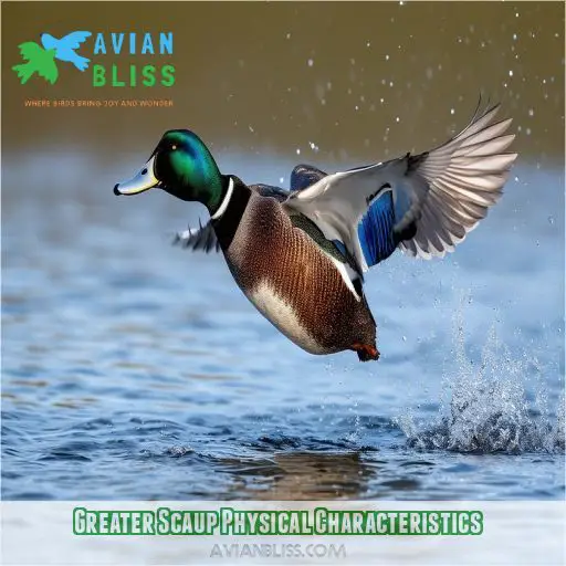 Greater Scaup Physical Characteristics