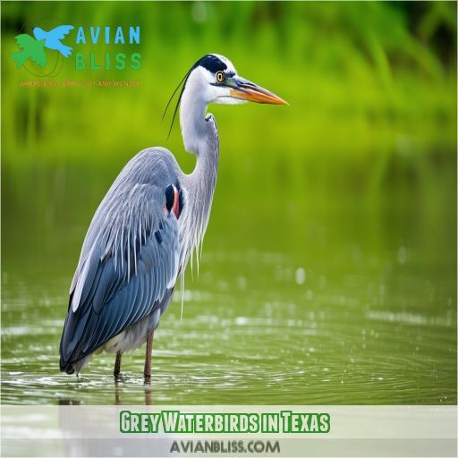 Grey Waterbirds in Texas