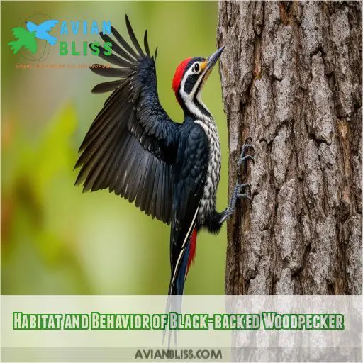 Habitat and Behavior of Black-backed Woodpecker