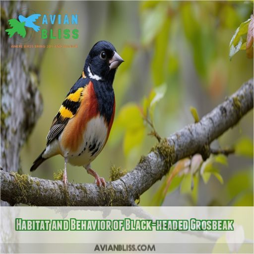 Habitat and Behavior of Black-headed Grosbeak