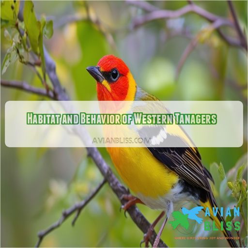 Habitat and Behavior of Western Tanagers