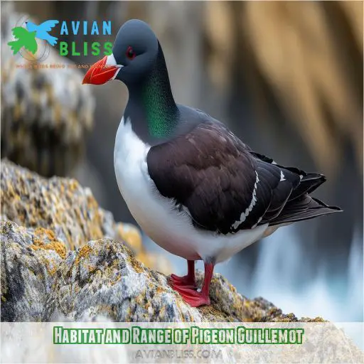 Habitat and Range of Pigeon Guillemot