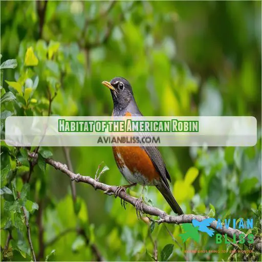 Habitat of the American Robin