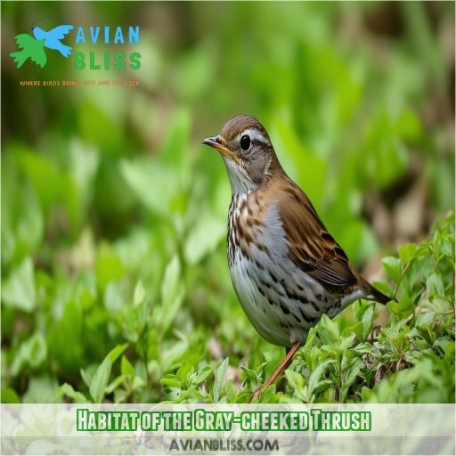 Habitat of the Gray-cheeked Thrush