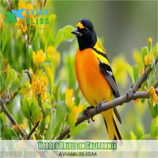 Hooded Oriole in California