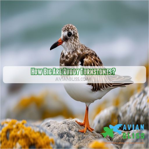 How Big Are Ruddy Turnstones