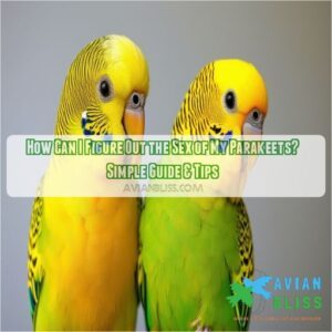 how can i figure out the sex of my parakeets