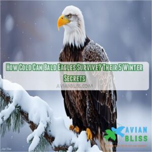 how cold can bald eagles survive