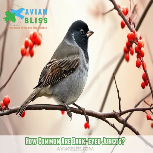 How Common Are Dark-eyed Juncos